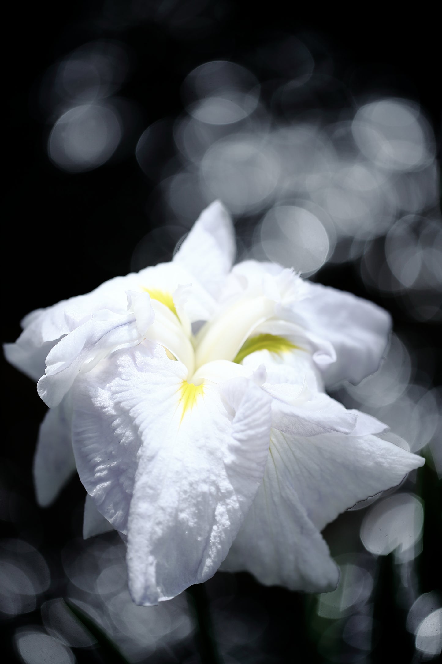 「静かな色」-夢心地シリーズ